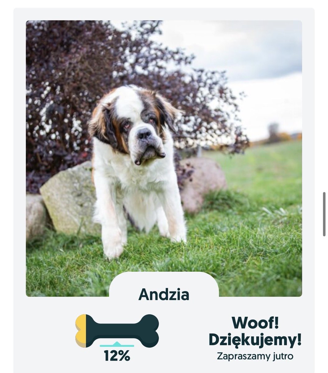 Andzia! Piękna, smutna… Moja imienniczka. 🤭
Spójrzcie na ten pysio, serce pęka. 
Tylko 12%, nikt jej nie karmi. 
Jest na ostatniej stronie. 
Proszę was kochani 🙏