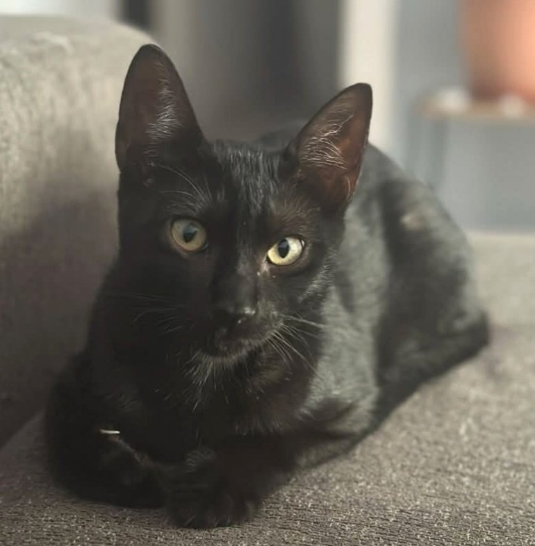 Gatet perdut a #ArenysdeMar
Es diu THEO, si el veus > 654 413 158 #xarxabarcelonaperduts #gràcies #maresme