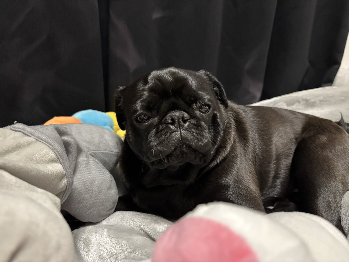 腰が痛くて寝てたら、ベッドがお見舞いの品であふれてた。

ありがとうつくね。