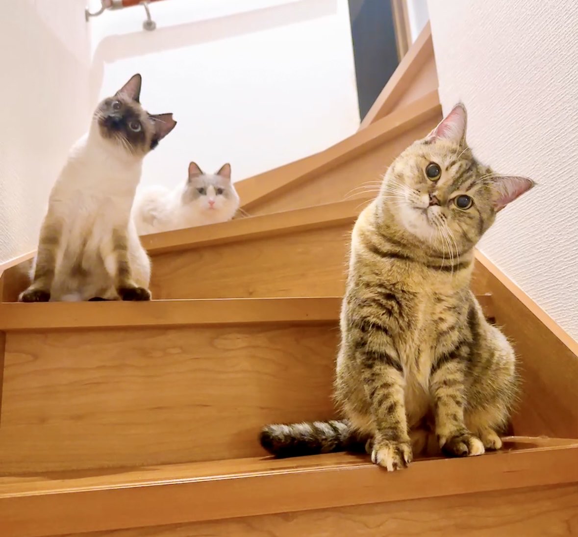 傾いてるねこ、可愛すぎ