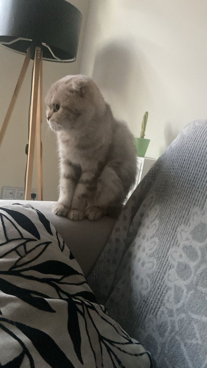 Dişi britiş 8 aylık kısır değil. Kısırlaştırma ve sineklik şartı ile sahiplendirilecek. Kendi evinde diğer kediden dayak yediği için sahiplendiriliyor. İZMİR. ( bir tanıdığım aracılığıyla geldi ilan ilgilenenler bu twitin altına yazabilir)