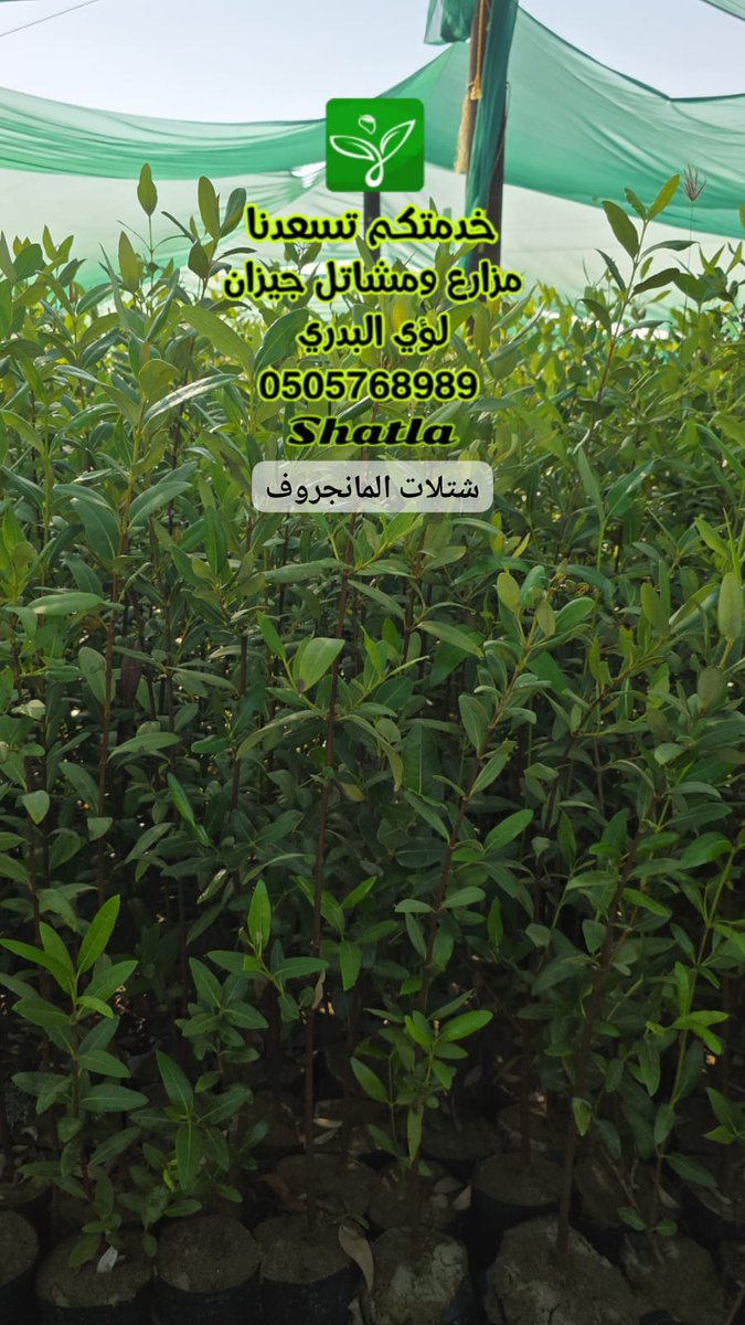 لؤي منور البدري tweet media