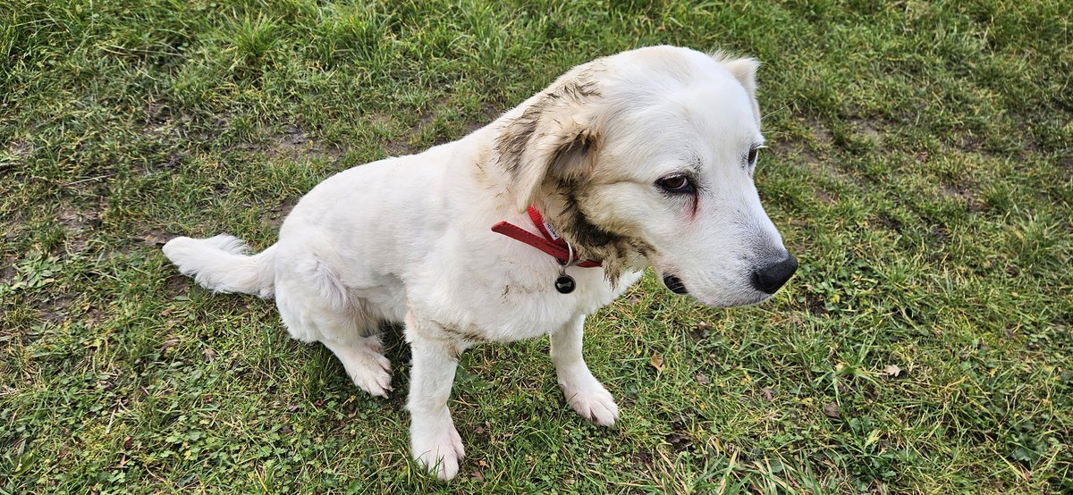 Kto bedzie musial miec kapanie? 🫣 #Milka dirty lady