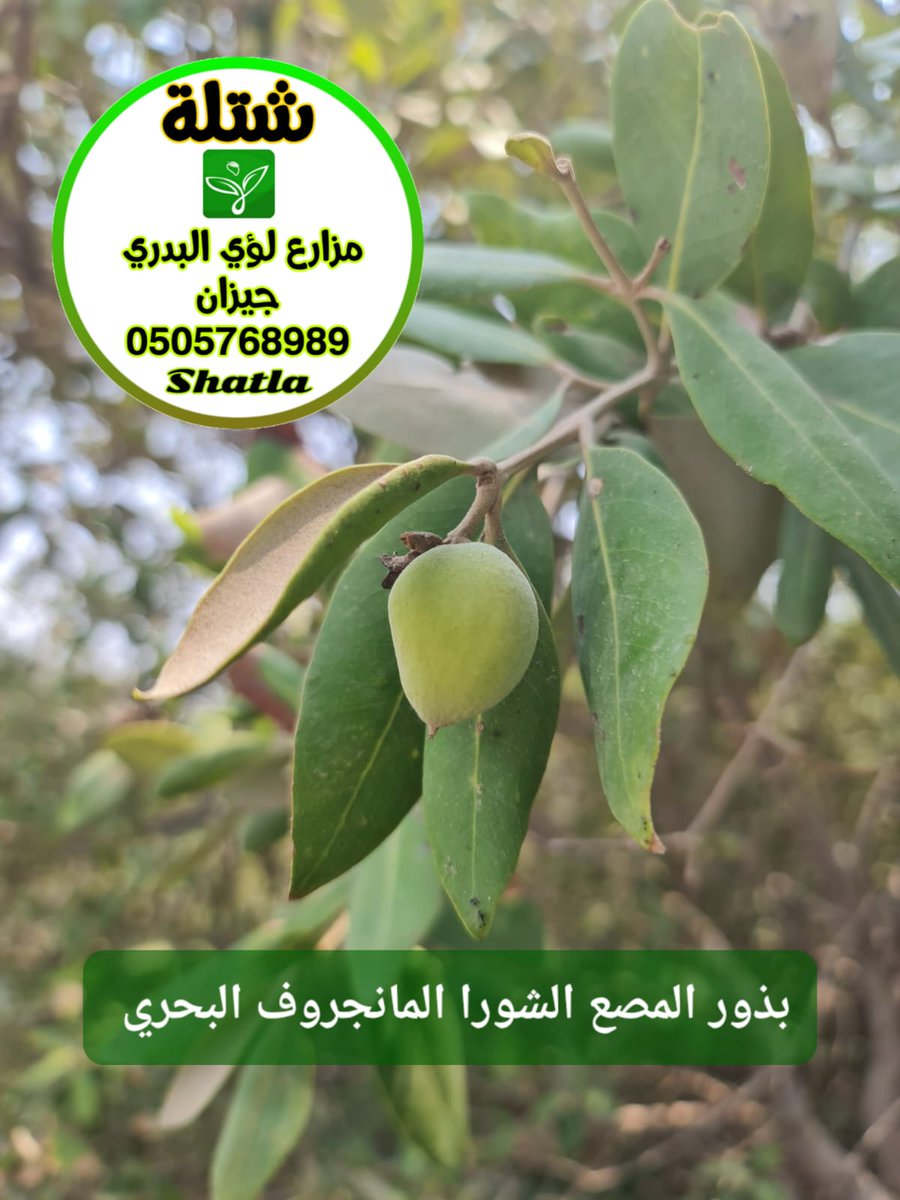 لؤي منور البدري tweet media