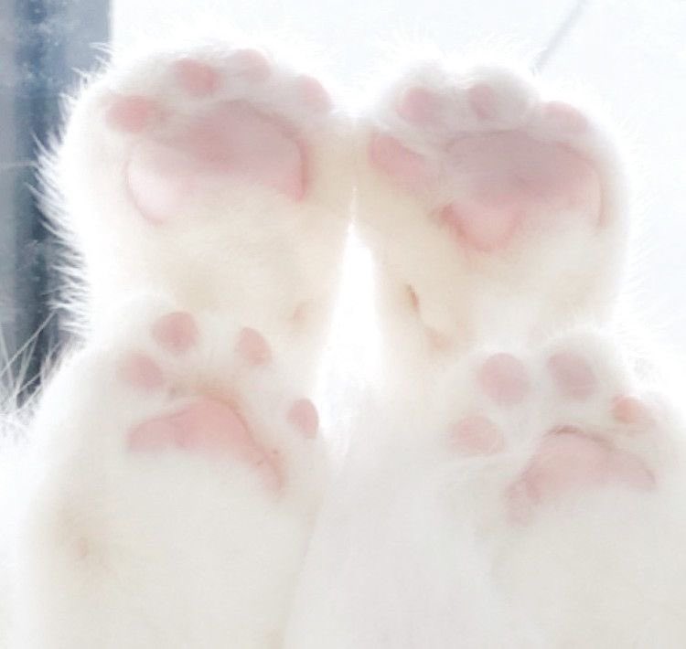 444katz's tweet image. nsfwtwt intro ~* 

- hello im kat!
- 19
- hard/soft kinks
- new to nsfwtwt 
- DMS open!
- I sell sometimes 

I hope everyone has a fantastic day :3

(like, repost, follow for moots!)
ʕ•ᴥ•ʔ

#nsfwtwt #nsfw #bdsm #moots