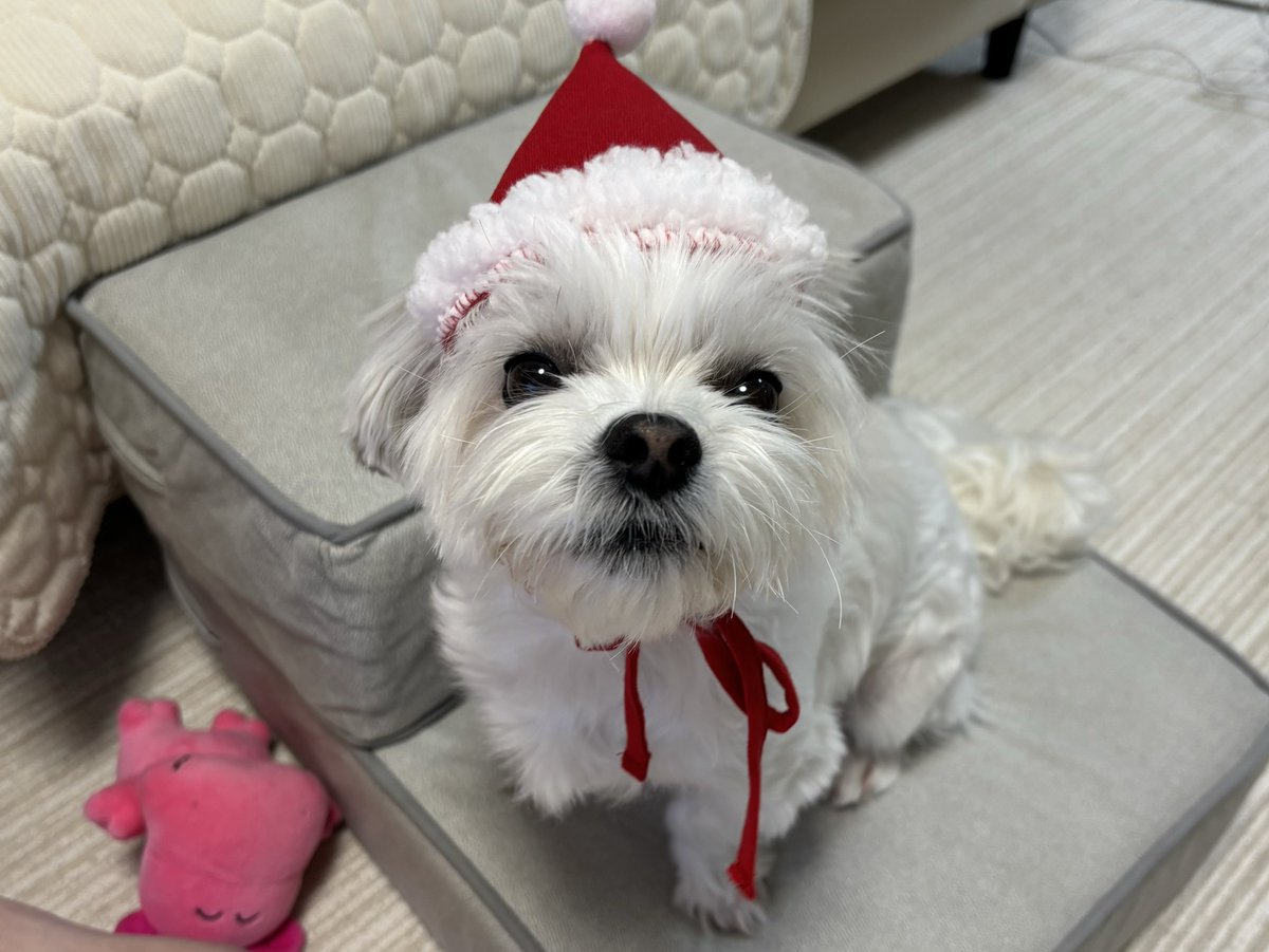 chacochaco302's tweet photo. サンタコスチューム全力拒否犬

#マルパピ #犬のいる幸せ https://t.co/yQNNkm8AMf
