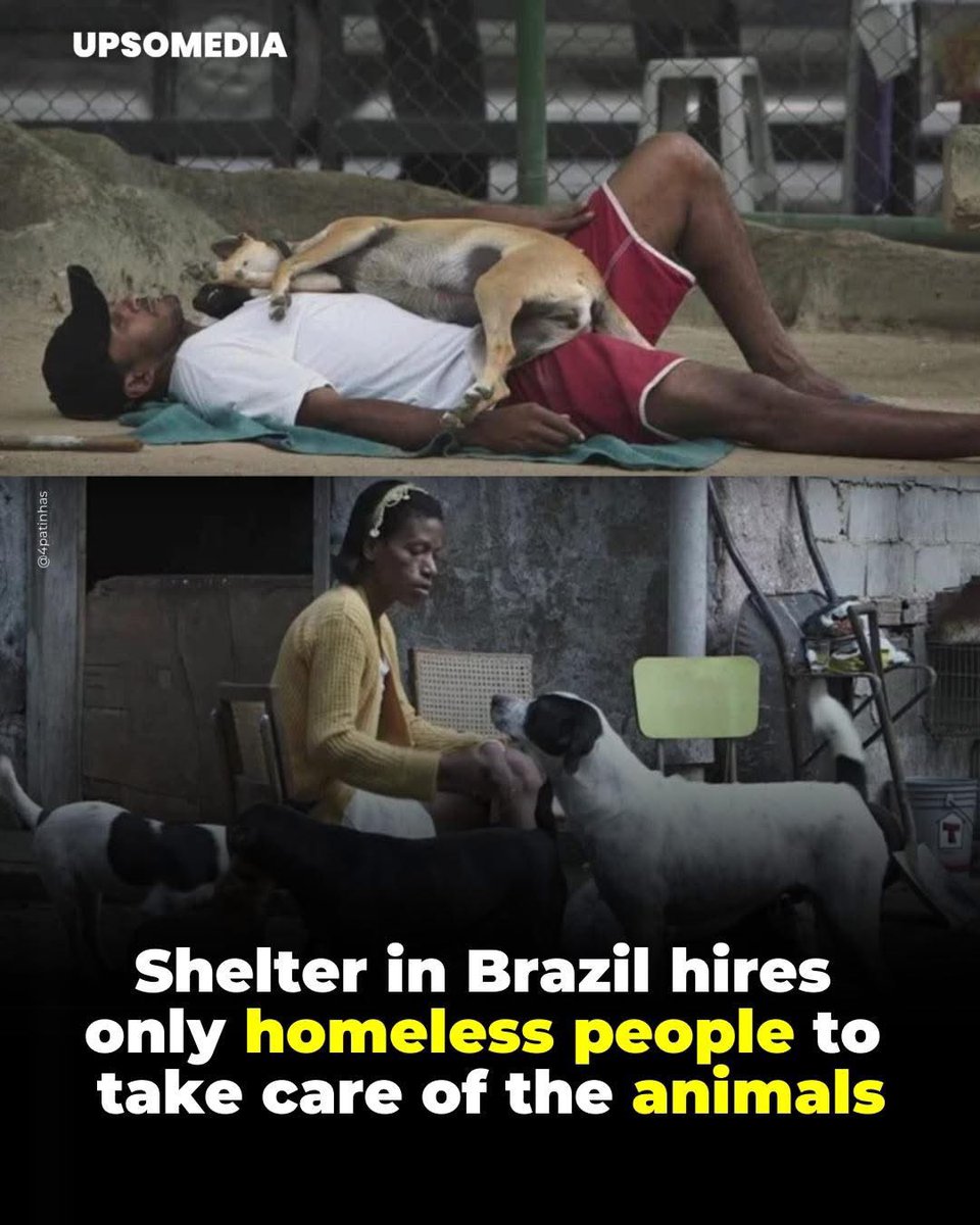 The Associação Quatro Patinhas is a shelter in Rio de Janeiro, Brazil, that has adopted a socially conscious model by exclusively hiring homeless individuals who demonstrate a deep love for animals. This policy provides them with formal employment and dignity, offering a chance