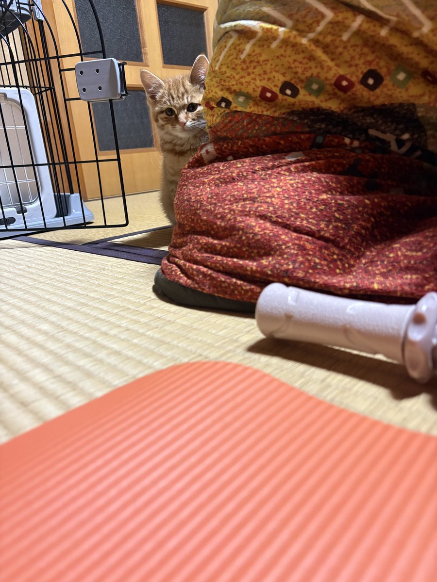 よっこ (@tukumoto819) / Posts / X