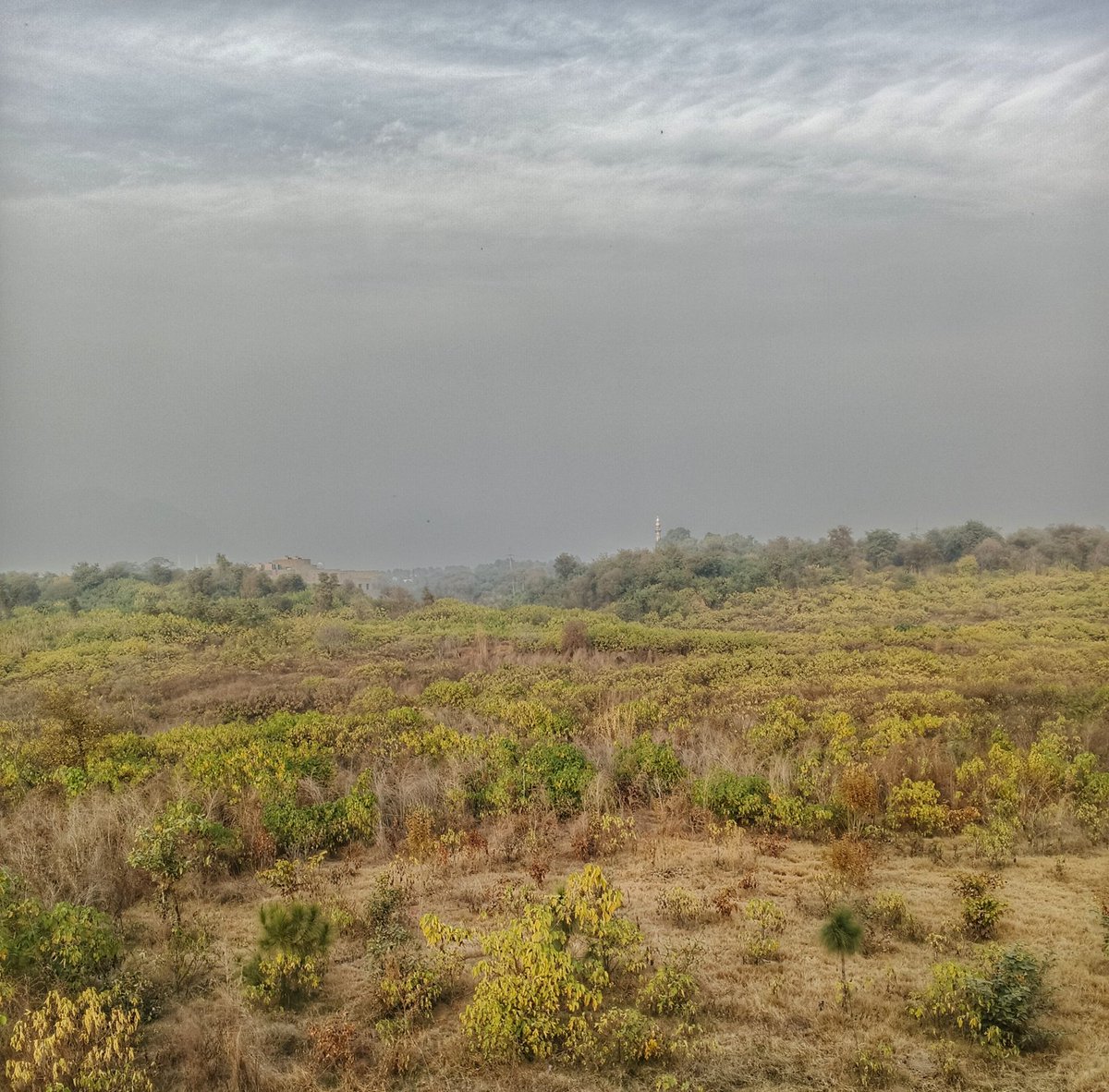 People of #Islamabad
Within a couple of years, the paper mulberry trees are back in F-9 Park. Now <a href="/CDAthecapital/">Capital Development Authority - CDA, Islamabad</a> is doing the repeat in #Shakarparrian forest. They don't plan to remove the mulberry trees. YOU NEED TO DESTROY THE ROOTS.
<a href="/HamidMirPAK/">Hamid Mir حامد میر</a> <a href="/KlasraRauf/">Rauf Klasra</a> 
<a href="/Islamabadies/">The Witness</a>