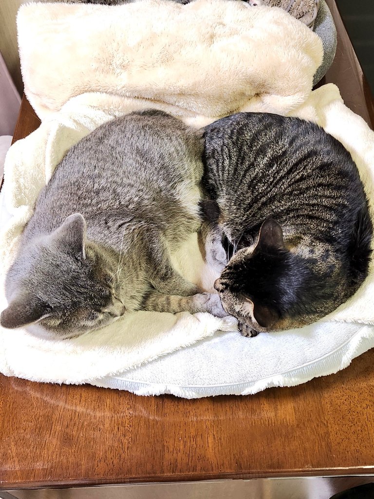 にこにゃん1 まねっこ にゃんころもち | necoya books web store