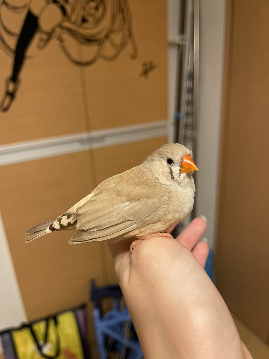 JuNと鳥と犬と tweet media
