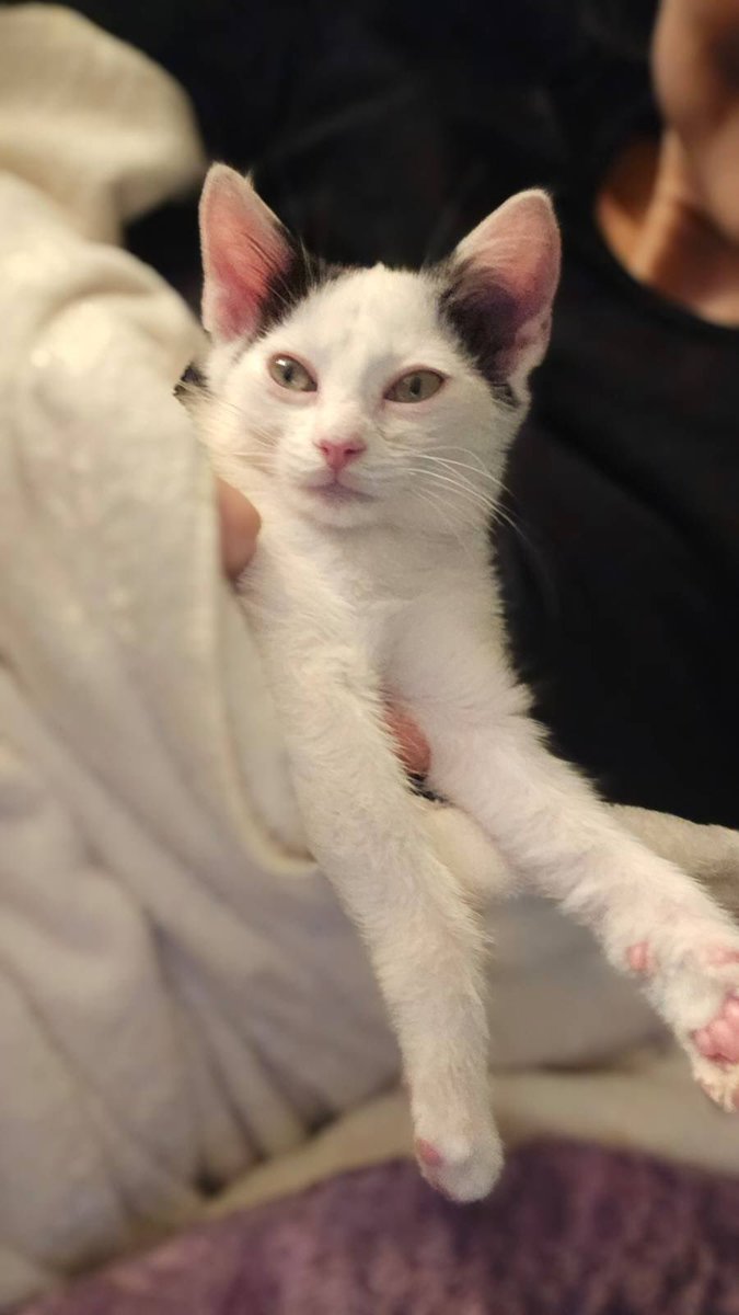 Цьому збору вчора виповнилось 8 місяців, а його ніхто не привітав, бо до закриття все ще треба 428 тисяч гривень

send.monobank.ua/jar/bB9VYwZiY