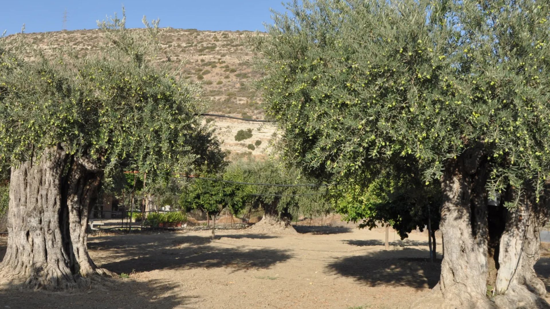 شجرة الزيتون الأردنية المعروفة باسم "المهراس"، التي أُدرجت مؤخرًا ضمن قائمة "اليونسكو" التمثيلية للتراث الثقافي غير المادي للبشرية، تعد من أقدم السلالات الجينية للزيتون في مناطق حوض البحر المتوسط. #النشرة_الثقافية 