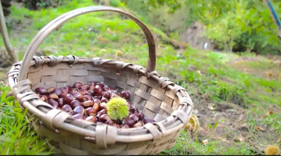 今夜(12/15)10時~NHKEテレで #グレーテルのかまど オンエア🎶 スペイン・ガリシア地方にはクリスマスに栗を贈る #アパルパドール の伝説がある｡ヘンゼルは栗のケーキをクリスマス風にアレンジ！#瀬戸康史 #キムラ緑子 #辻調