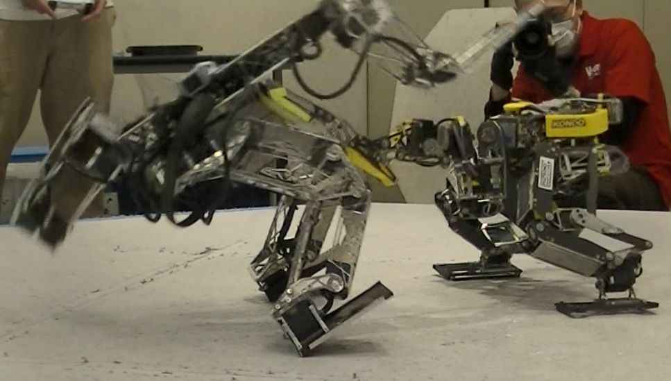 レグホーン tweet media