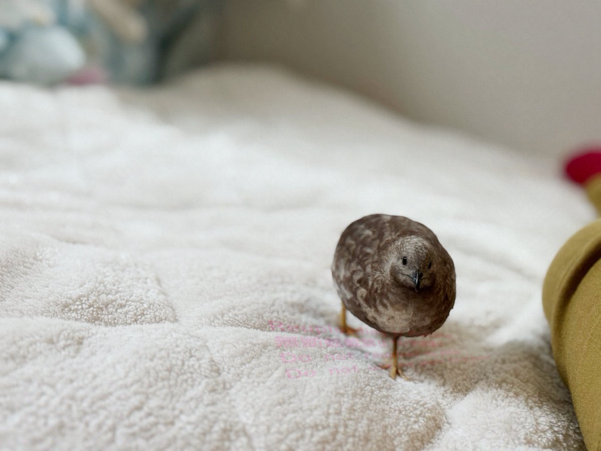 ポポチョロ🐦💨 (@1b4fc39ec9e04d3) / Posts / X