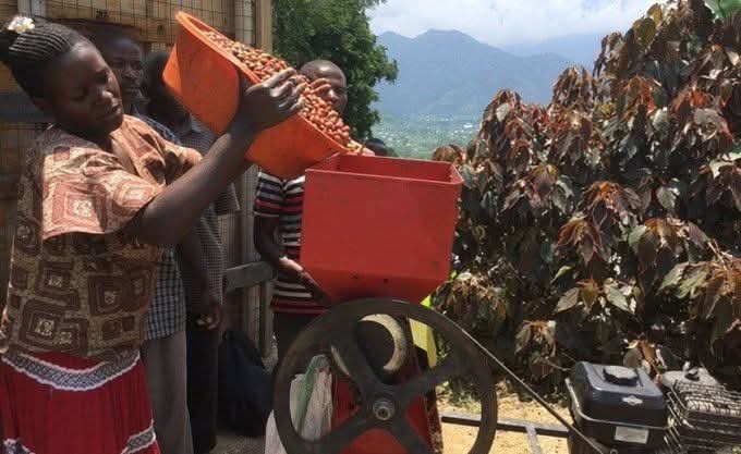 juli43720's tweet image. Kasese has introduced Modern farming practices such as the use of improved coffee and banana varieties.These practices increase yields and support households income under president Yoweri Museveni's leadership.
#GoldenPosts 
#why ug still needs M7
#protecting the gains.