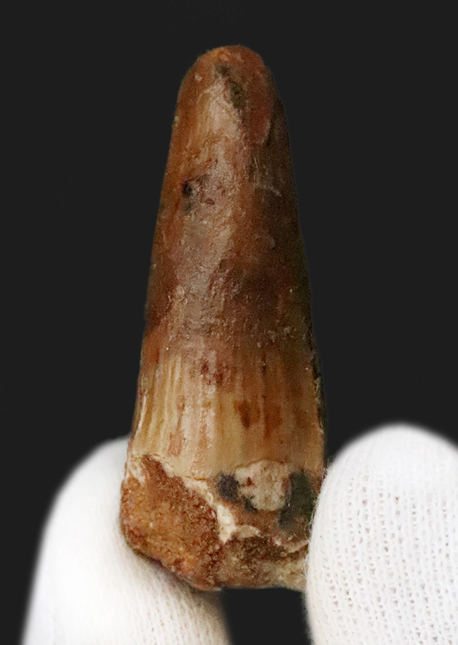 化石・鉱物・隕石販売の化石セブン (@kaseki7) / Posts / X