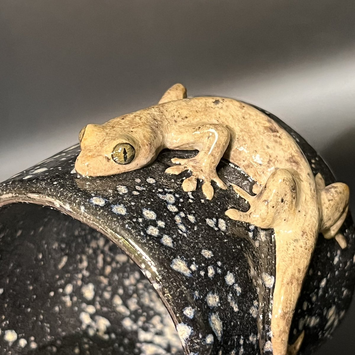 すごくヤモリさんだ…