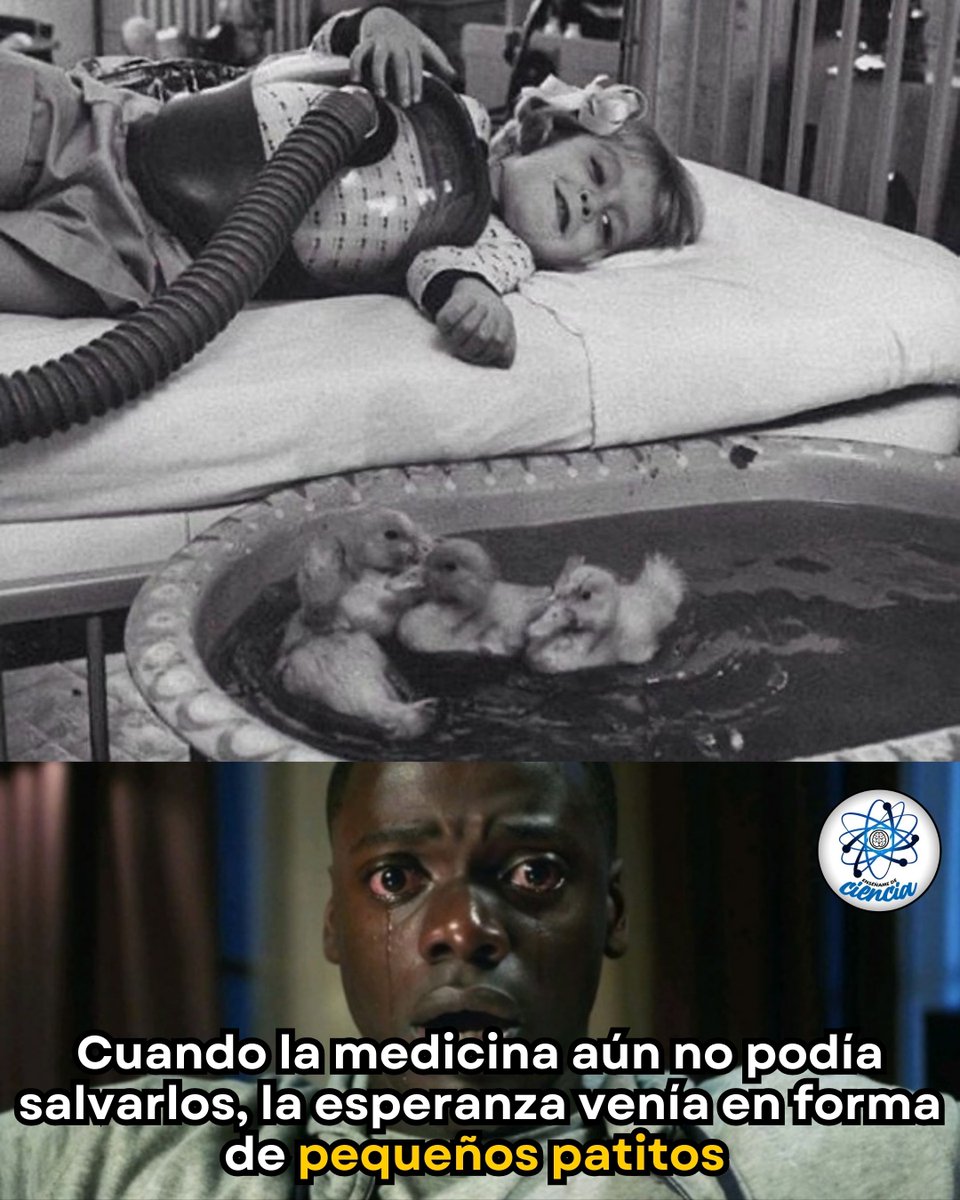 EnsedeCiencia's tweet photo. Esta imagen fue publicada por LIFE Magazine a comienzos de la década de 1950, durante una serie que documentaba cómo los animales ayudaban emocionalmente a niños hospitalizados.

La niña era paciente de poliomielitis, una enfermedad que en aquella época llenaba hospitales de respiradores, camas inmóviles y silencios largos.
Los patitos no eran un tratamiento médico, pero sí algo igual de importante: consuelo, distracción y humanidad en medio del miedo.

Mientras la medicina luchaba por mantenerlos con vida, pequeños gestos como este ayudaban a los niños a sentirse vivos.

Años después, la vacuna cambiaría la historia.

🖤 Antes de las vacunas, la esperanza a veces tenía plumas 🐥