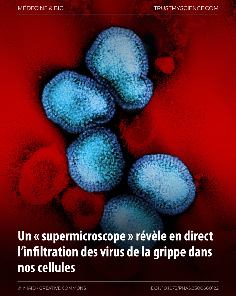 TrustMyScience's tweet image. Une nouvelle technique de microscopie (ViViD-AFM) filme en temps réel l’entrée du virus de la grippe dans les cellules et révèle que la membrane cellulaire se défend activement, un aperçu clé pour de futurs antiviraux ciblés.

trustmyscience.com/supermicroscop…