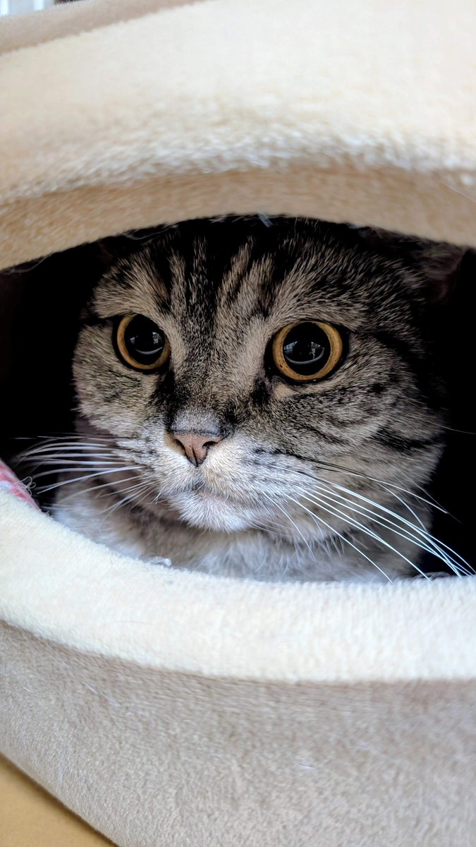 ねこさん⚡(ΦωΦ) (@catnap707) / Posts / X