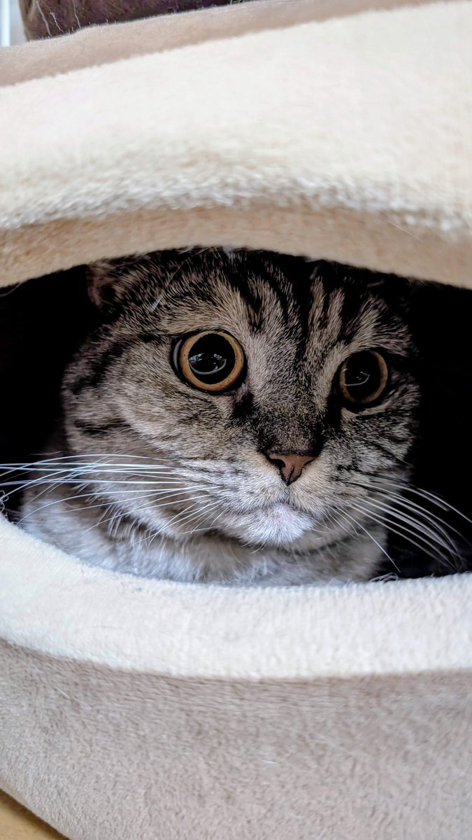 ねこさん⚡(ΦωΦ) (@catnap707) / Posts / X