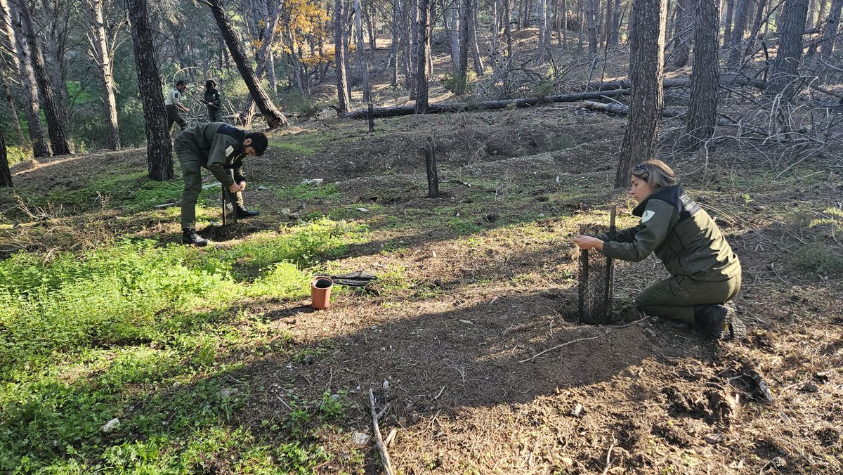 Los Agentes de Medio Ambiente del litoral realizan una plantación de especies amenazadas: malva de las Alpujarras (Lavatera oblongifolia) y jerguen (Callicotome intermedia), únicas en Granada, para mejorar su conservación. 🌱#AAMM