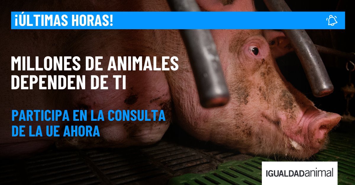 Igualdad Animal tweet media