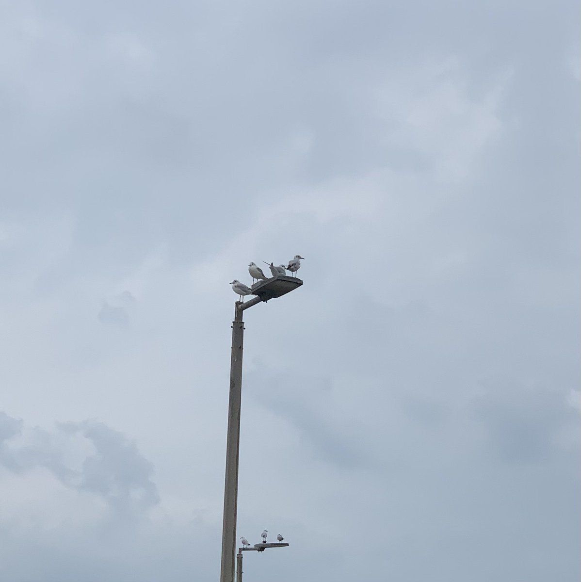 _Fay45's tweet image. إلى رفيقي العذب طائر النورس ، عمّت مساءً ..

المساء اليوم مغمور بالغيم وكأنها ستائر ناعمة تحتضن العالم ، والمطر يهبط بخفة يعرف بها طريقه إلى القلوب. في هذا الجو المبتل أشعر ببهجة تتسلل بهدوء وتجعل النفس أكثر رقة ولطفاً ، كأن المطر لا يصب على الأرض فقط ، بل يغسل الأفئدة ويُزيل ما…