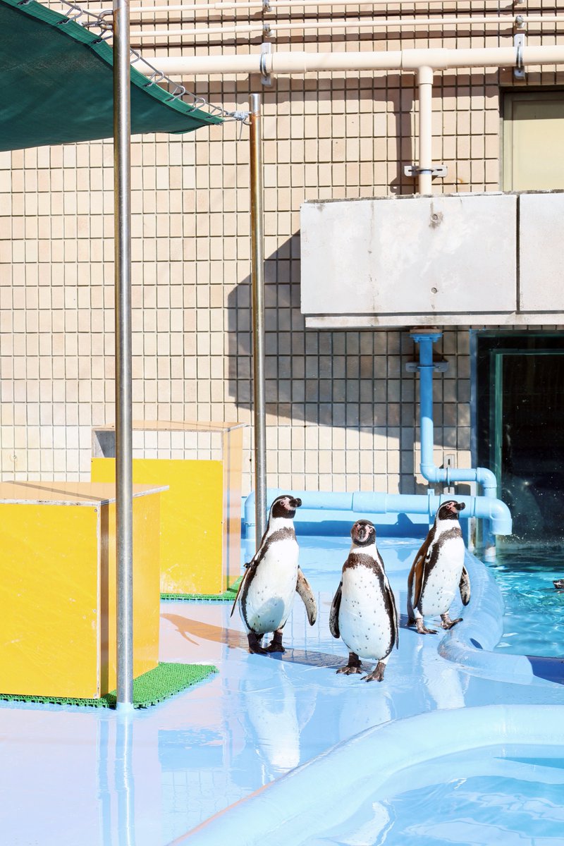 Azicanfly's tweet photo. 神戸市立王子動物園に行ってきました🥰 https://t.co/mQAop9BPqp
