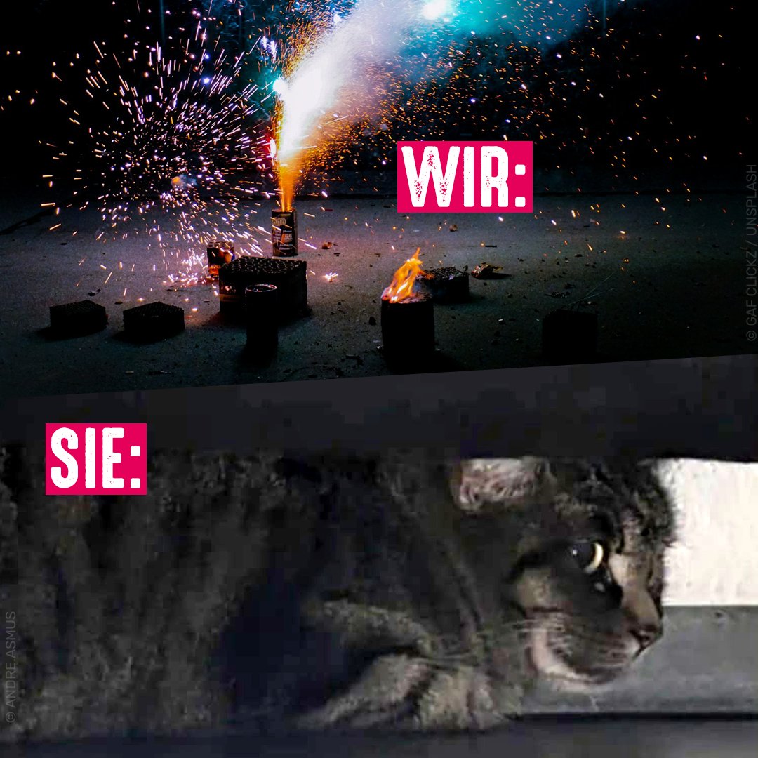 Feuerwerk löst bei Tieren oft Panik aus. Hunde und Katzen haben ein viel empfindlicheres Gehör als wir Menschen. Lasst eure Tiere an Silvester nicht allein: Vermittelt Ruhe, lasst die Rollos runter, beschäftigt sie, um sie etwas abzulenken. Mehr Tipps 👉  tierschutzbund.de/tiere-themen/t…