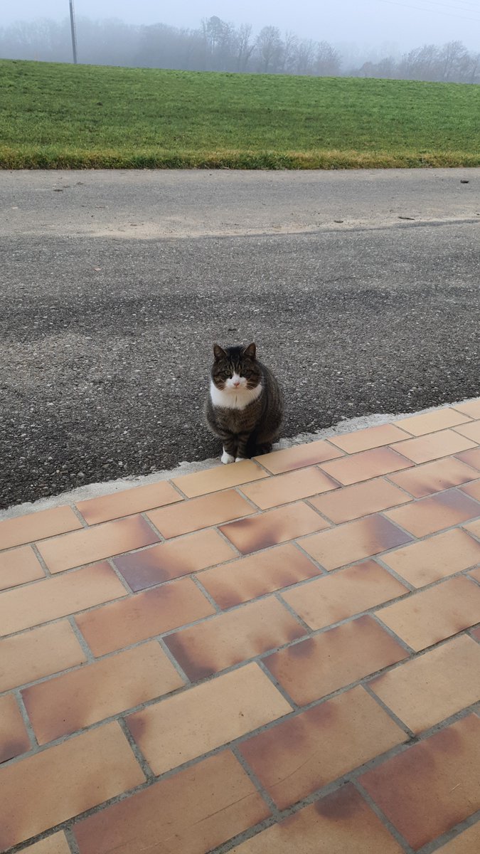Hat der Dario wirklich das Gefühl, dass er noch ein drittes Würstchen erhält der Kater🤣❤️😇! Aber nein, es wird nicht mehr gebettelt 😁!