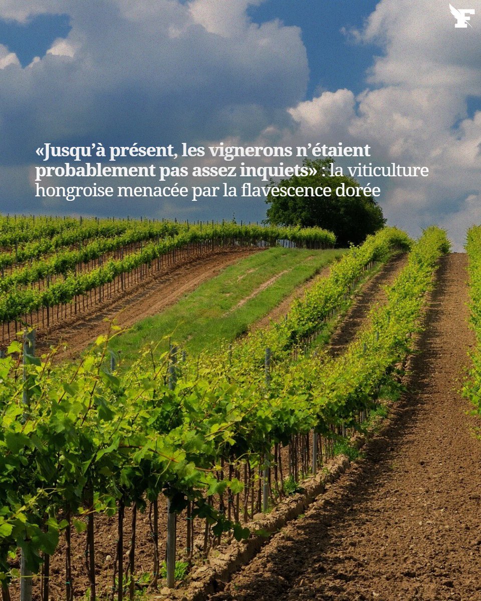 lefigarovin's tweet photo. La Hongrie, productrice notamment du célèbre vin de Tokaj, voit sa viticulture attaquée par la flavescence dorée, l’une des maladies les plus répandues dans le vignoble.

Par Le Figaro Vin avec AFP

👉 https://t.co/ggi62acWED https://t.co/15XmreJwDh