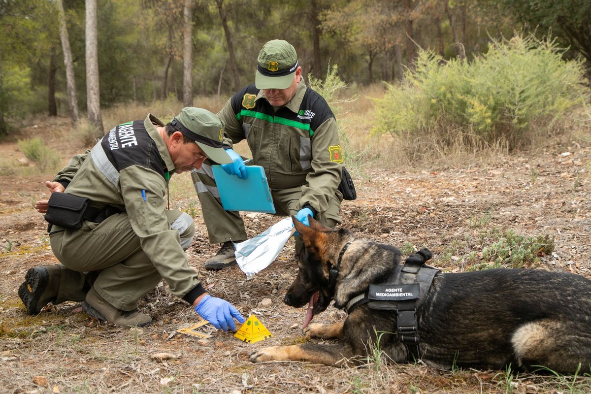 AEAFMA's tweet photo. 20 años de la Brigada de Investigación de Delitos Ambientales del Cuerpo de #AgentesMedioambientales de @regiondemurcia.
Centrada en #incendiosForestales, venenos, vertidos y delitos contra la fauna, ha esclarecido más de 700 casos.
#PolicíaMedioambiental

https://t.co/Hf959HjKWe https://t.co/AJmy1kDaUM