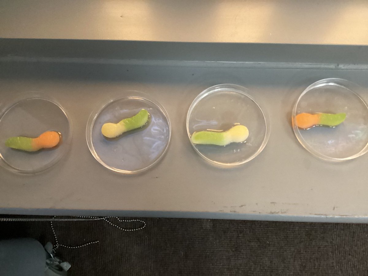 Pine Tree Class tweet media