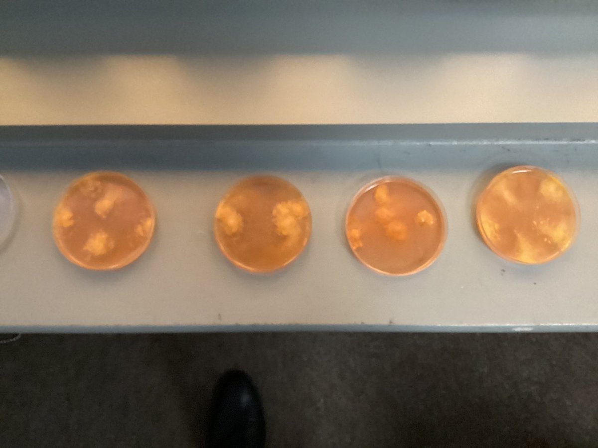 Pine Tree Class tweet media