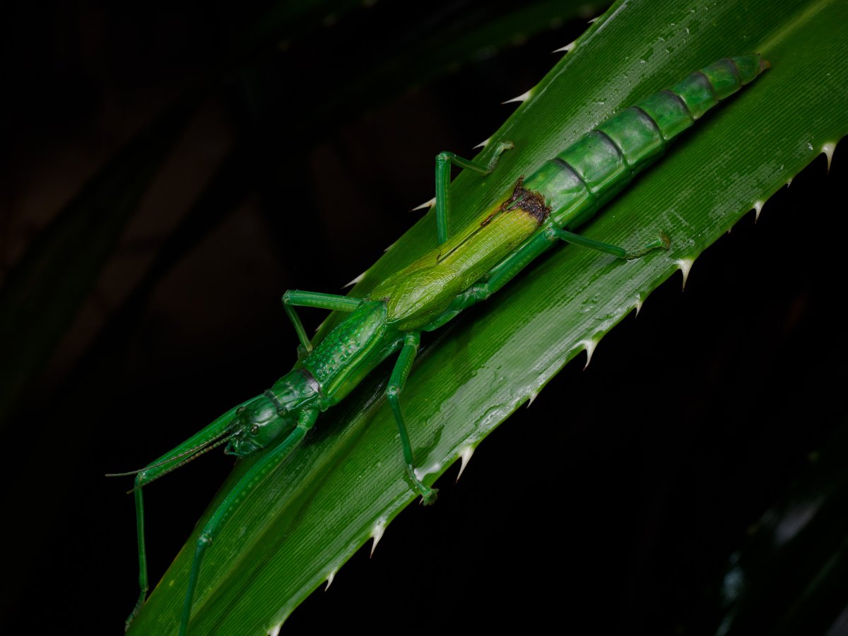 Actiusaliena's tweet image. 南西諸島で見た直翅②