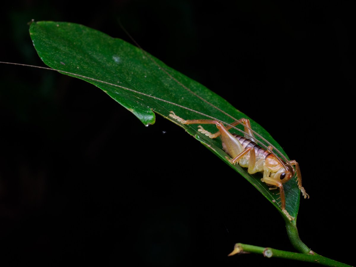 Actiusaliena's tweet image. 南西諸島で見た直翅②