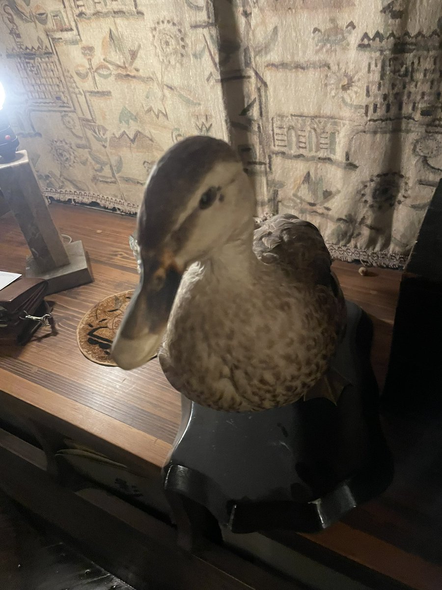 鴨剥製 高円寺の背骨さんで、あいちゃんに少し似た、鴨の剥製を発見… お迎え