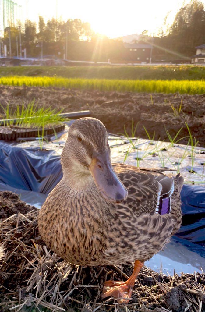 高円寺の背骨さんで、あいちゃんに少し似た、鴨の剥製を発見… お迎え