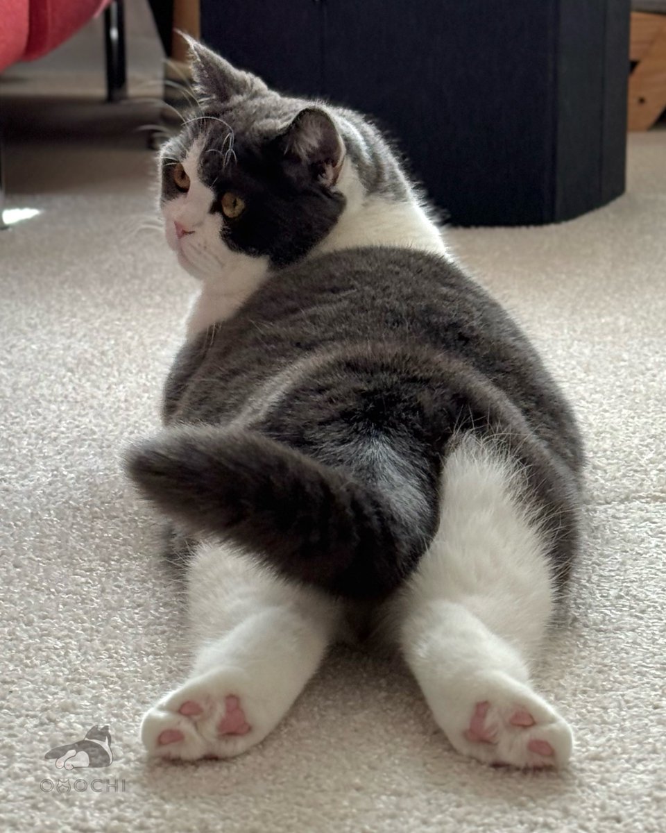 おもち (@omochiomoching) / Posts / X