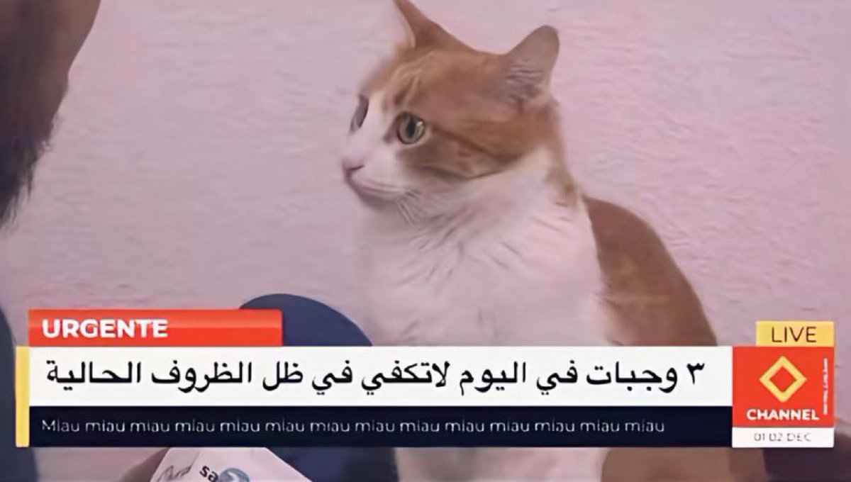 iiChanoy's tweet image. 