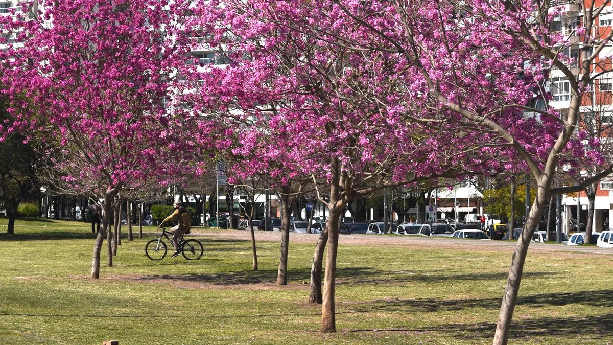Un festival para celebrar la sanción de la nueva ordenanza de protección del arbolado lacapital.com.ar/la-ciudad/un-f… a través de <a href="/lacapital/">Diario La Capital</a>