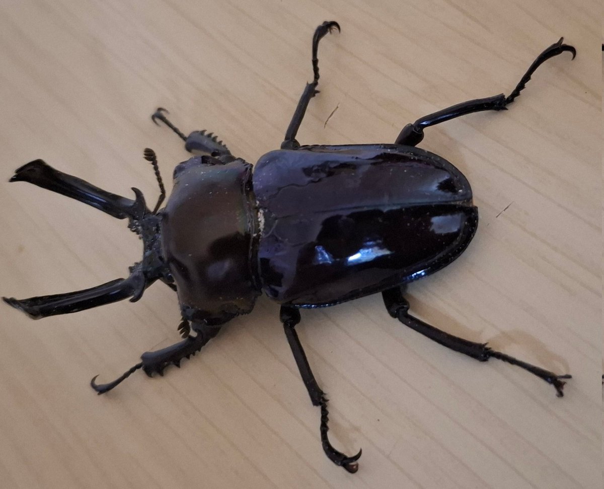 まとめ買いが、お得🉐みたい