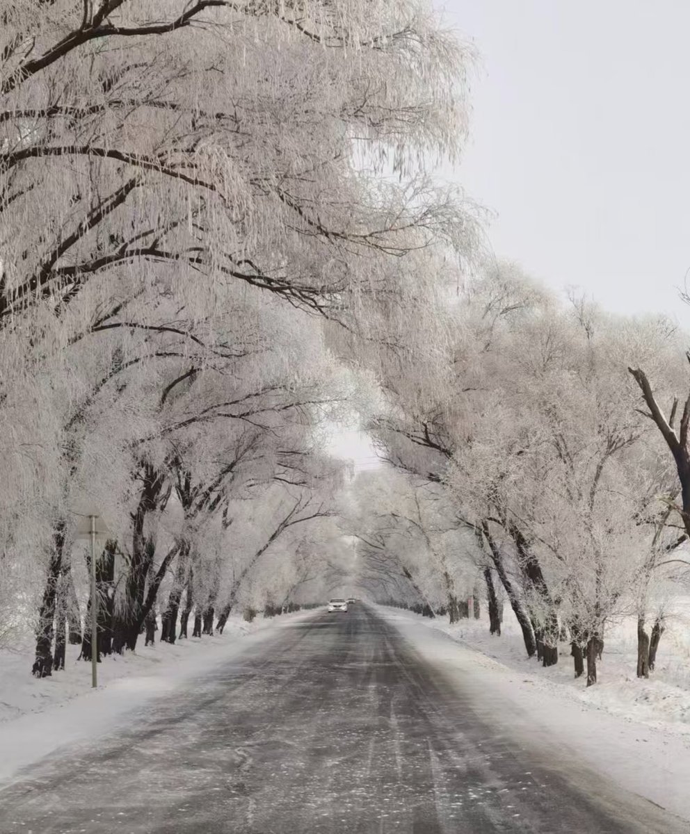 乡间小路的雪，每一根枝丫都被白白的雪包裹着。冬天很冷，被包裹的很暖。晴空万里，与雪相映。