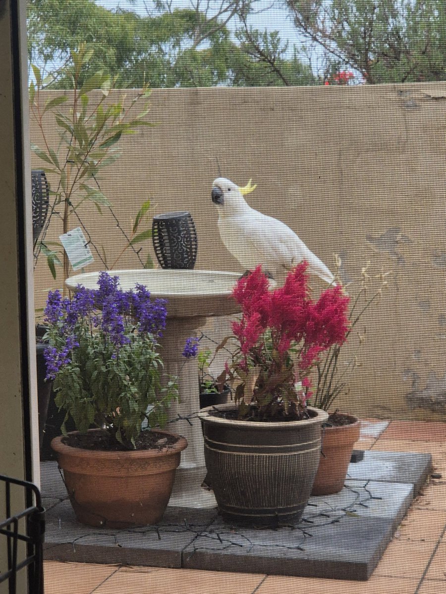 the Panda King (@running_84) on Twitter photo 