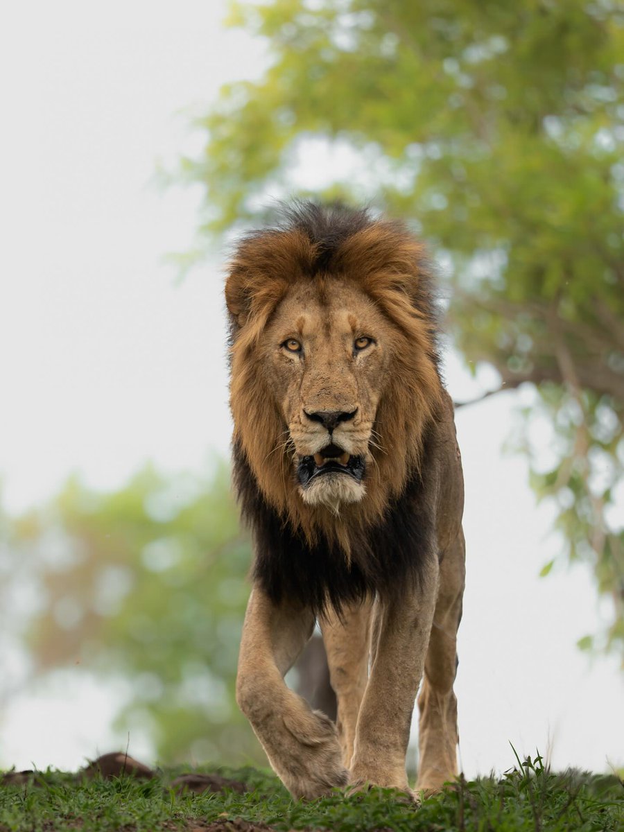 Dark Mane Gijima photographed by MalaMala Game Reserve