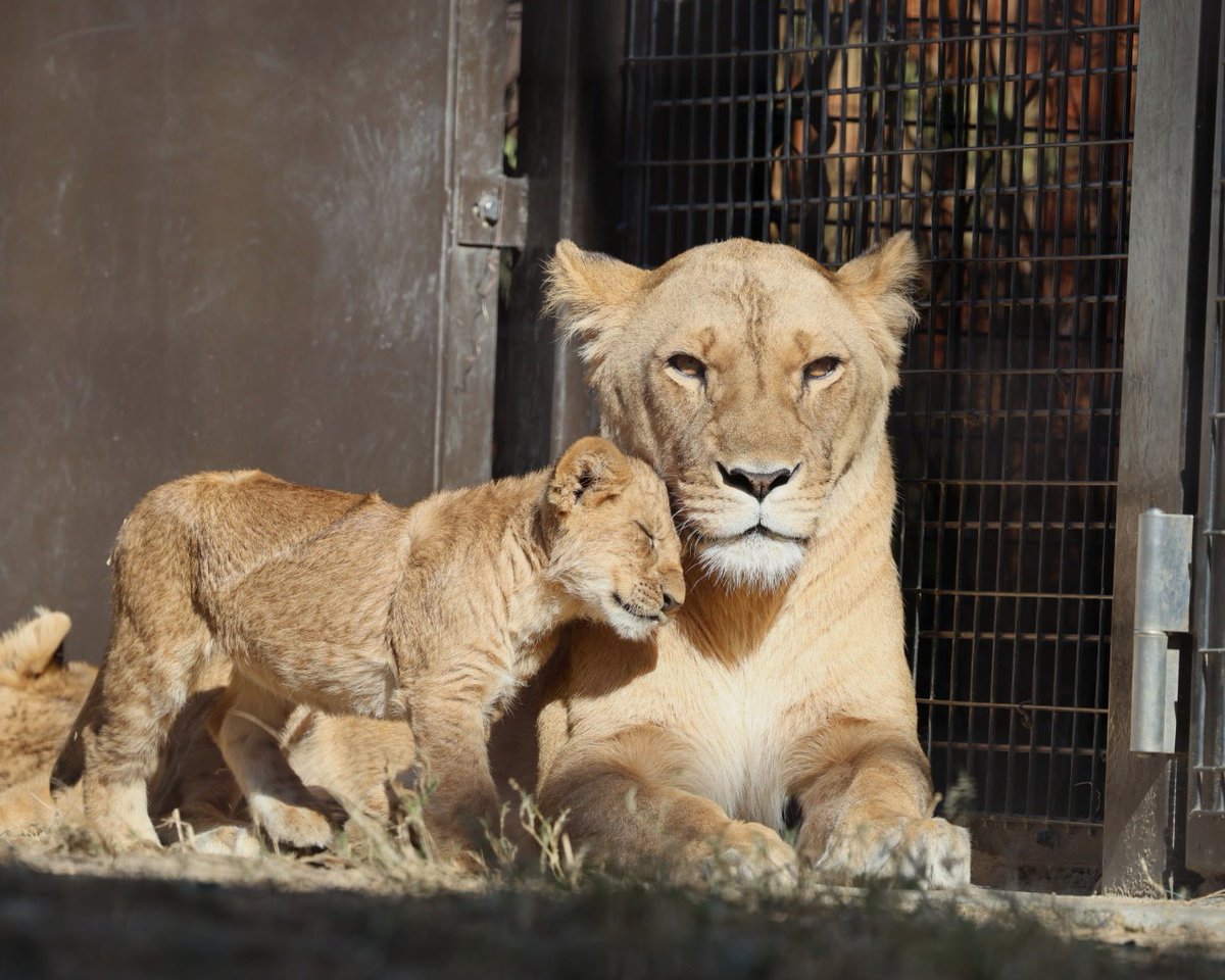 しばライオン同封❌ページ 母への挨拶✨ #のんほいパーク ＃ライオン