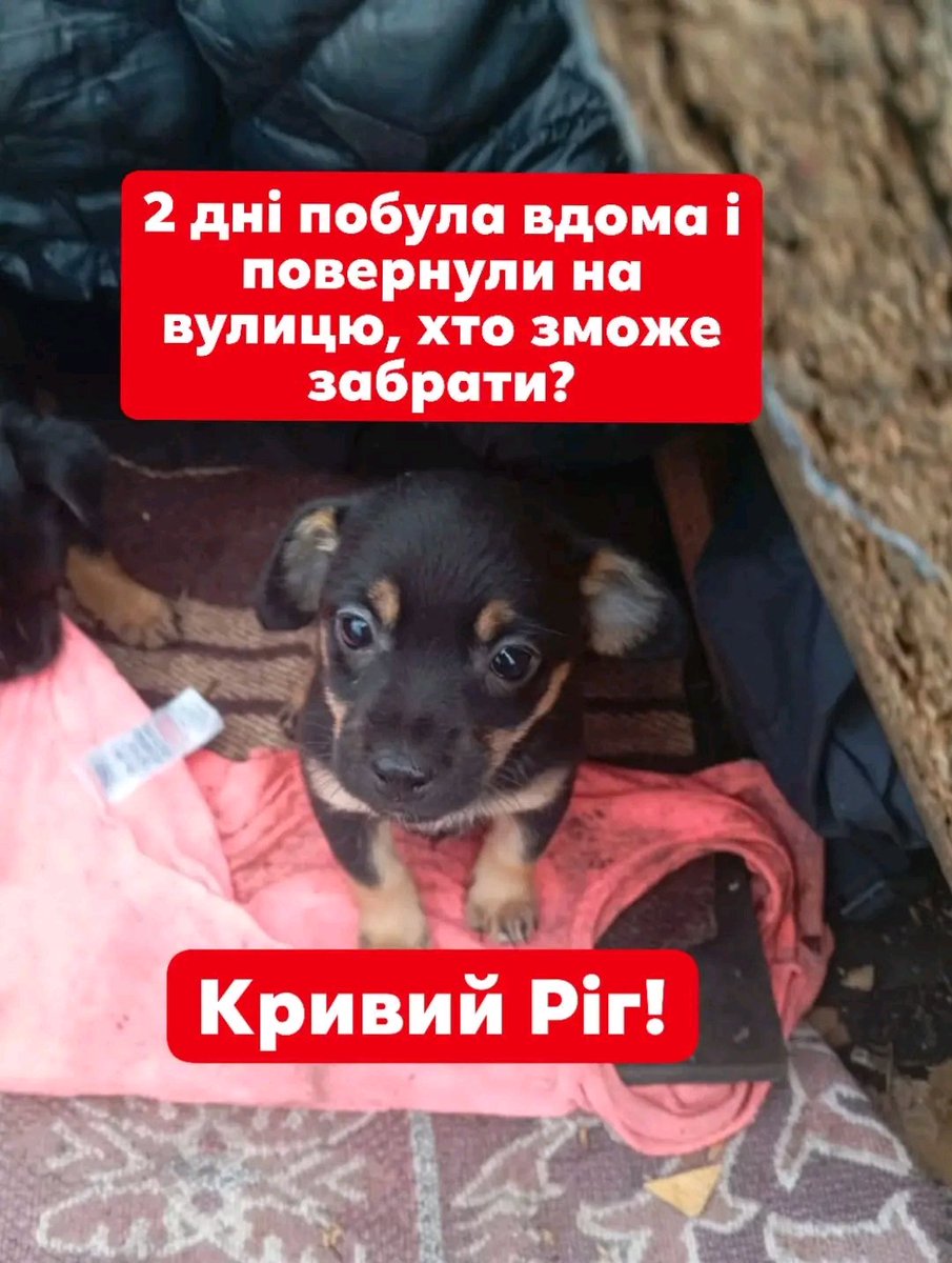 Кривий Ріг!
Маленьке створіння ,манюха знов нічийна..., знову вулиця?...Два дні побула вдома,з песиком не "поладила"... Як може дитина за два дні поладити? Не розумію...
Дуже дуже потрібна відповідальна родина!!! Допоможіть знайти малечі дім!!! 0977357656 Інна